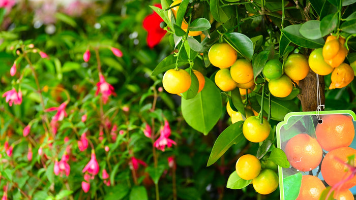 Oranges ripening on a tree