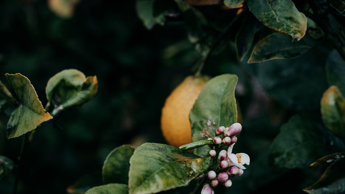 A single lemon with delicate white blossom