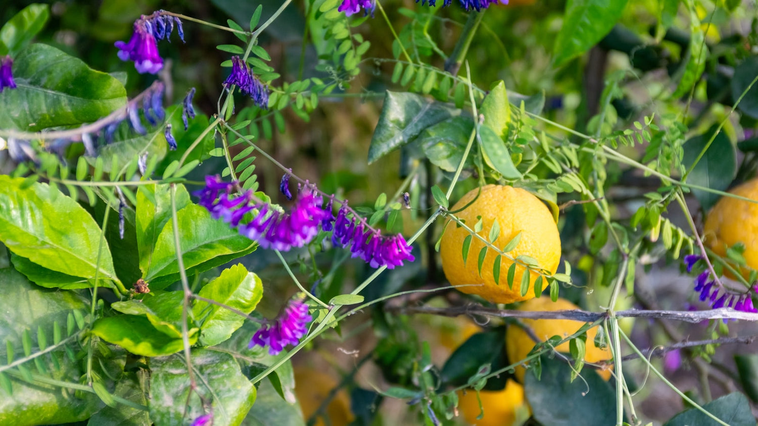 Yellow lemons and purple flowers on a branch