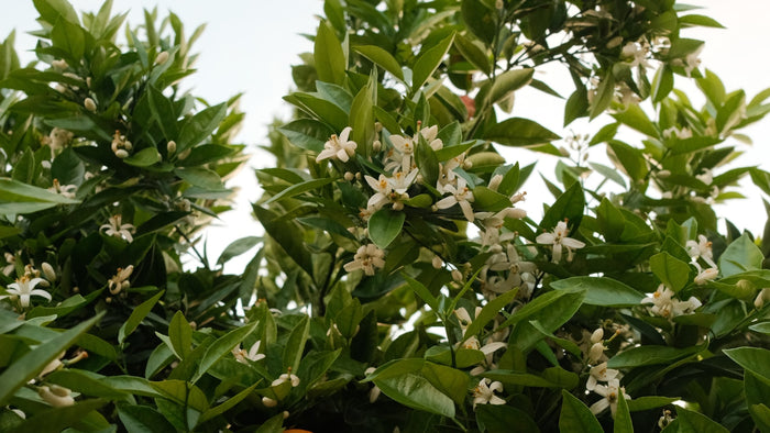 Oranges with white blossom on the branch