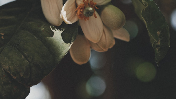 White flowers and green buds on a leafy branch